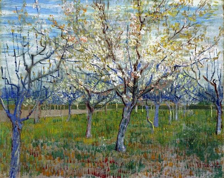 Фруктовый сад с цветущими абрикосами   Винсент Ван Гог